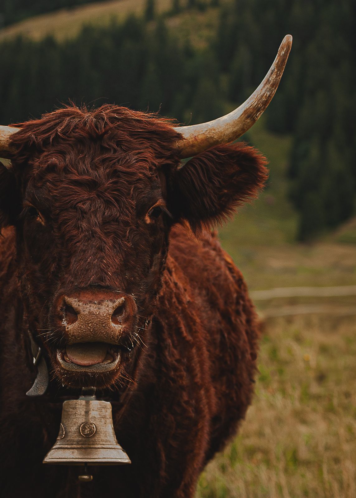 Vache Salers à la robe acajou, longue corne recourbée et cloche au cou