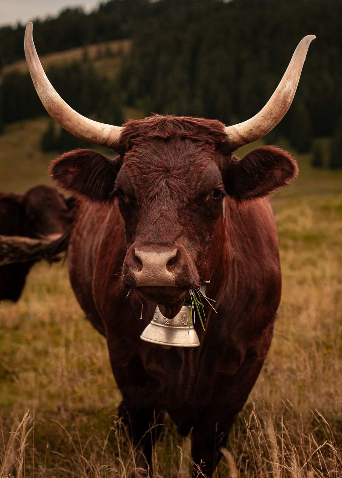Vache Salers aux cornes recourbées dans la lumière de l'aube