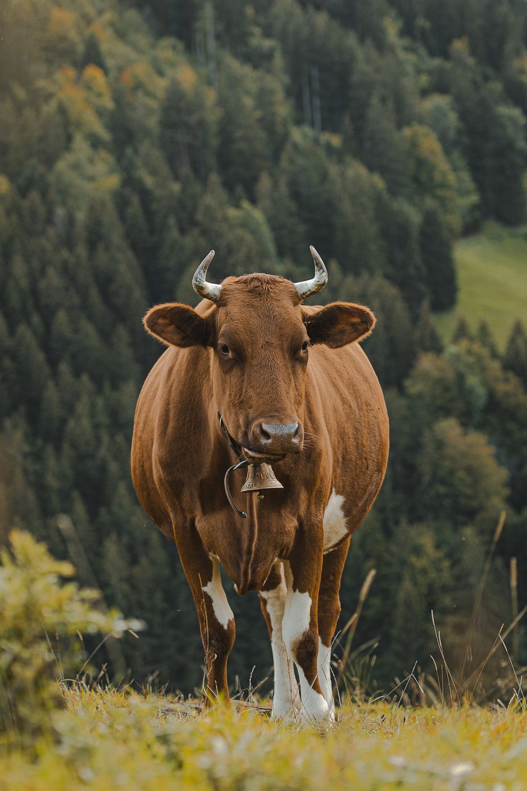 Vache brune et blanche aux cornes relevées, cloche au cou, devant une forêt de sapins