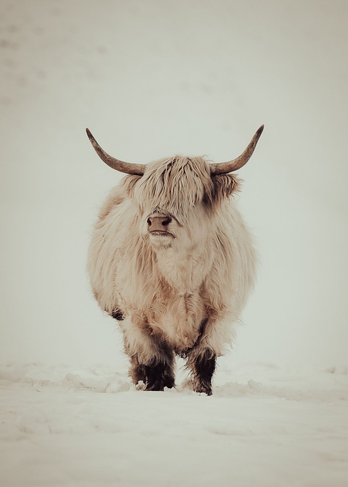Vache Highland au pelage blanc sous la neige au Jaunpass