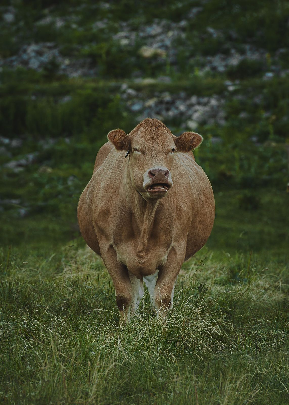 Vache Simmental gestante sur le flanc nord des Mosses