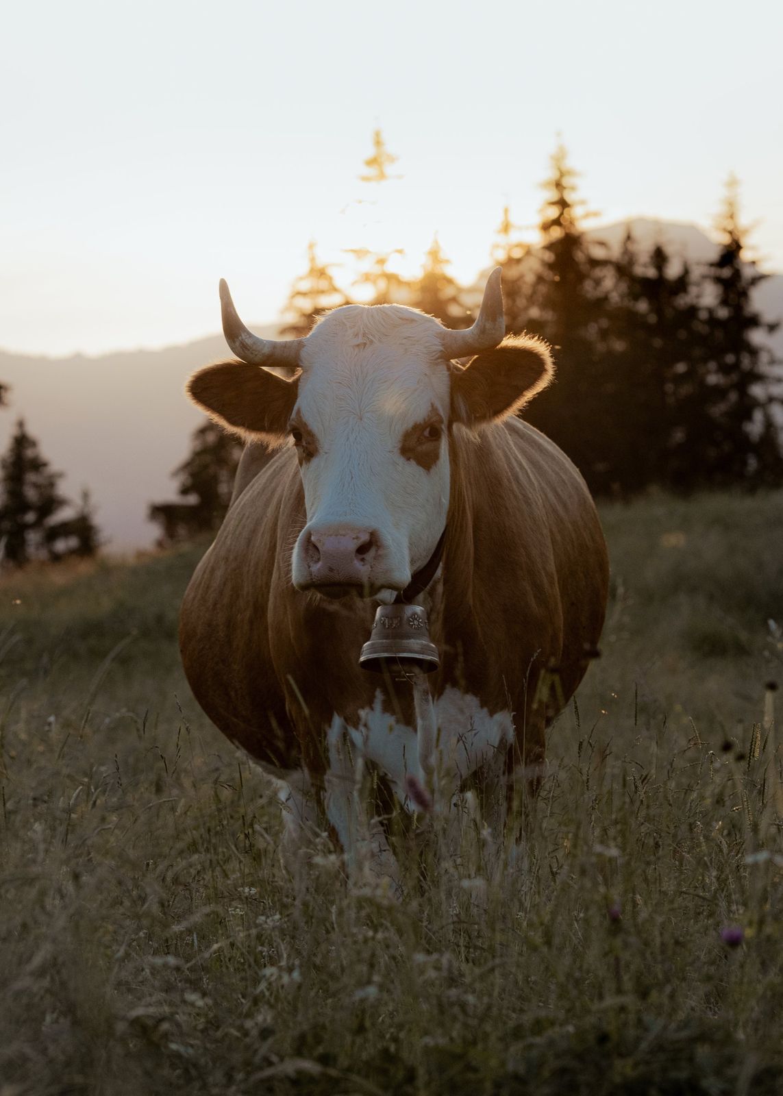 Portrait de Mésange près de Château-d'Œx