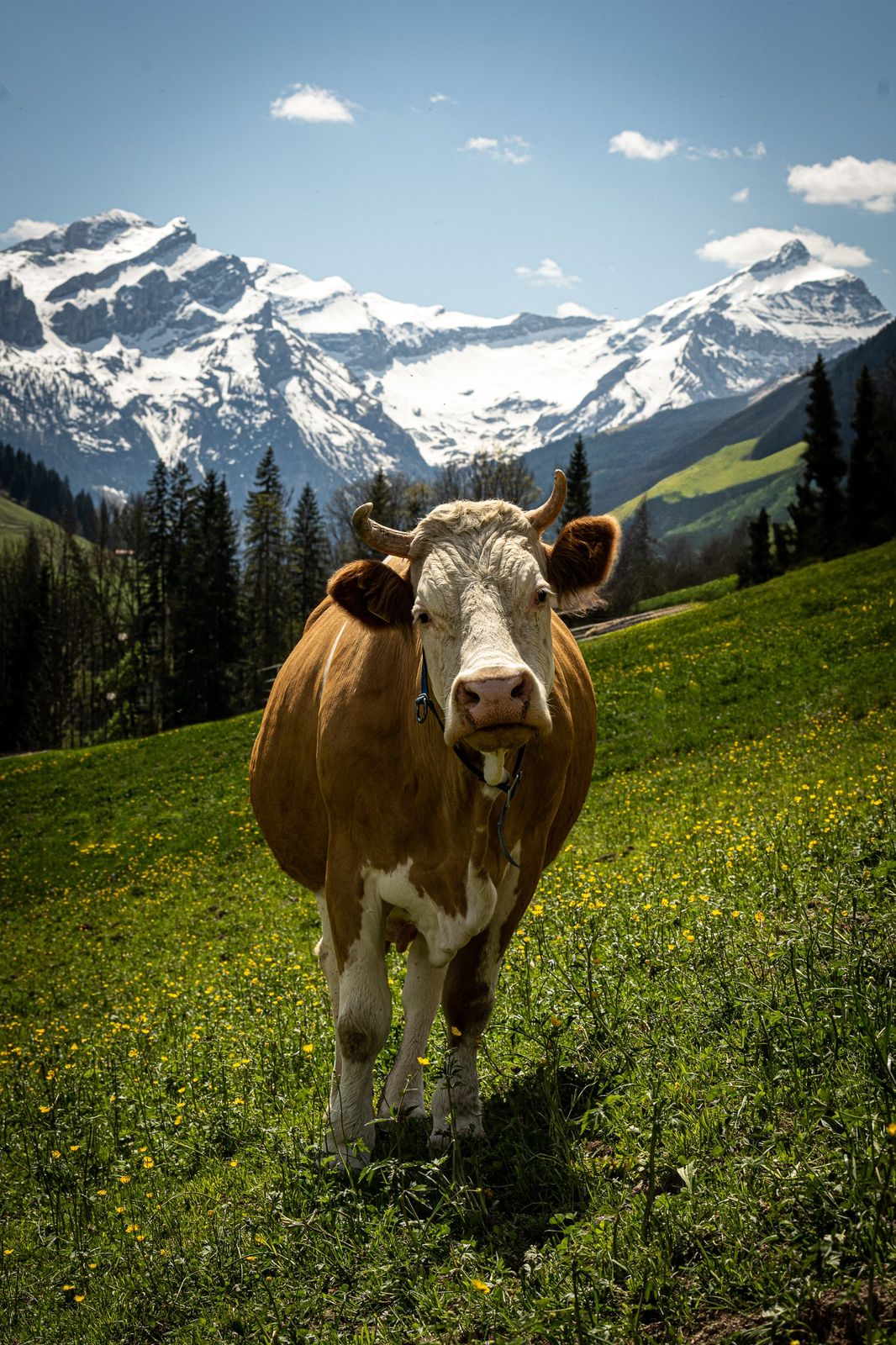 Portrait de Pamelia dans les prés de Grund bei Gstaad