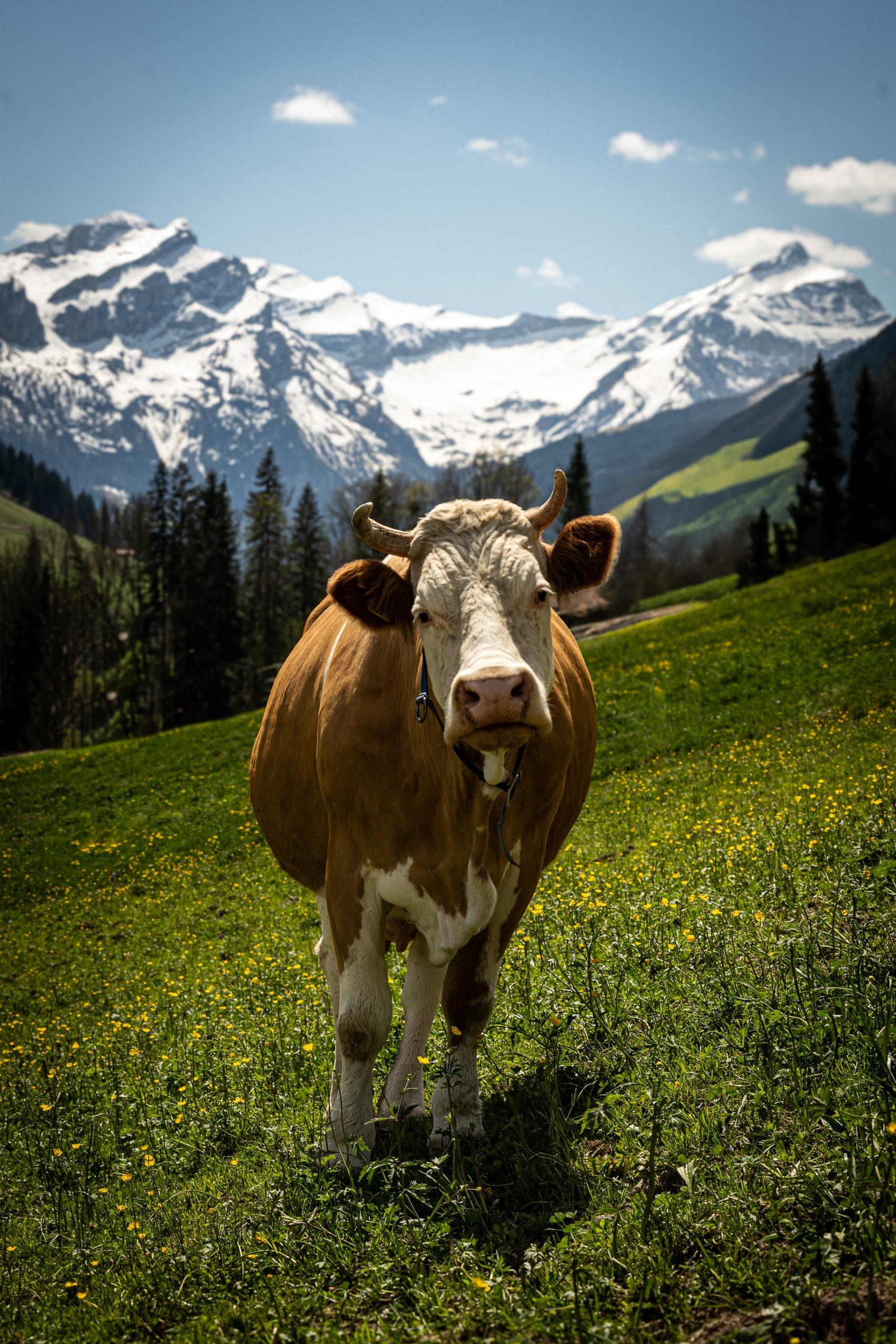 BACH Fine art portrait of a Simmental cow with brown coat and eye markings grazing in green meadows at sunset near Chateau d'Oex on a summer solstice evening, capturing the natural beauty of the Swiss landscape